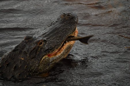 DSC_3554 (539 of 3124).JPG