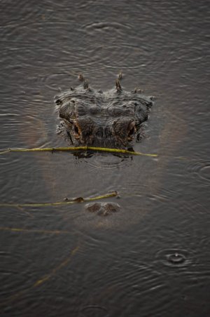 DSC_3584 (569 of 3124).JPG