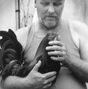 cock fight John.jpeg
