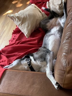 IMG_3821.jpeg